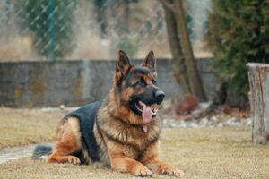 adult german shepherd lying on ground